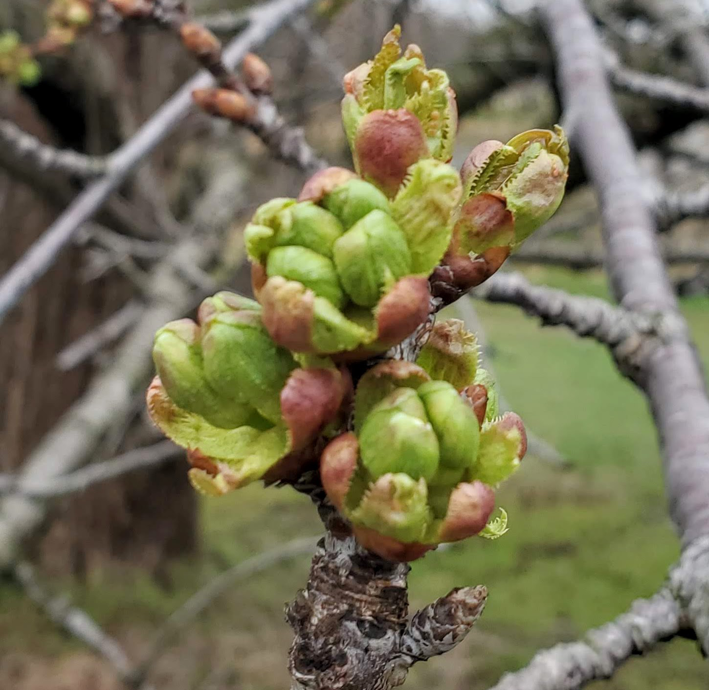 Opening sweet cheery buds